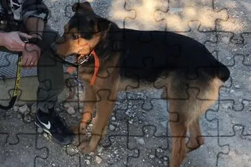 Dog up for adoption: Krak