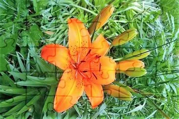 flores