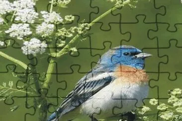 Birds jigsaw puzzle
