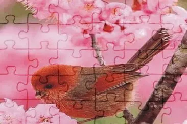 Birds jigsaw puzzle