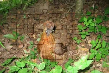 Gallina colorazione selvatica