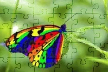 borboleta