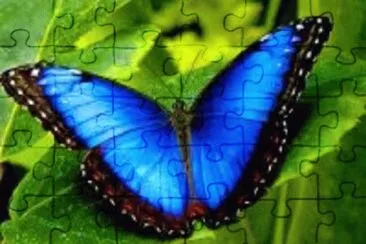 borboleta