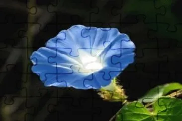 flor