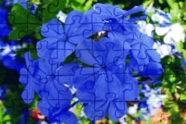 flor