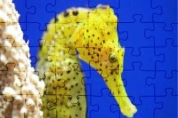 Cavalo marinho