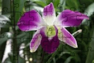 orquÃ­dea