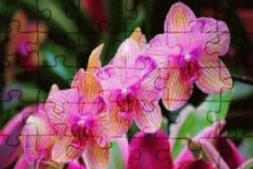 orquÃ­dea