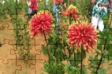 peixe jigsaw puzzle