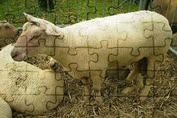 Charollais jigsaw puzzle
