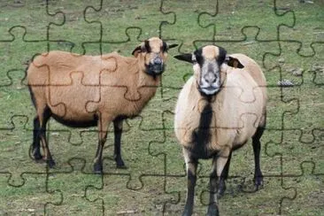 Del camerun jigsaw puzzle