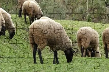 Di oxford jigsaw puzzle
