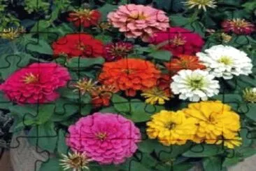 flor
