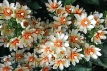 flor