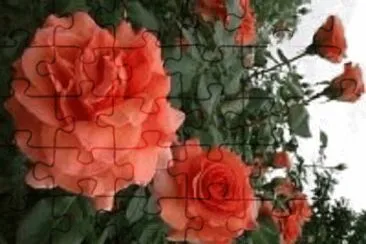rosa