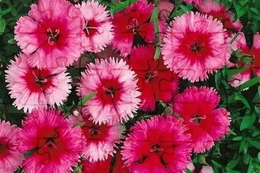 flor
