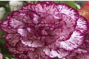 flor