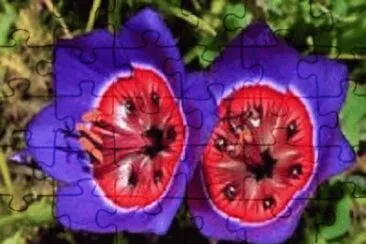 flor jigsaw puzzle