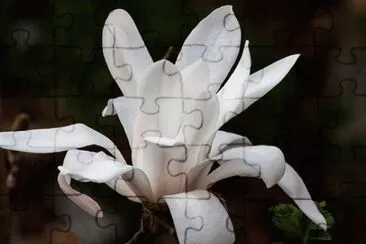Imagem jigsaw puzzle