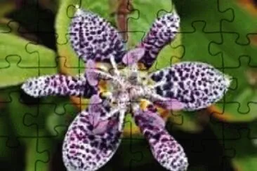 flor jigsaw puzzle