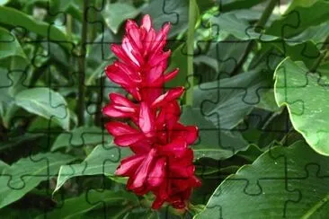 Imagem jigsaw puzzle