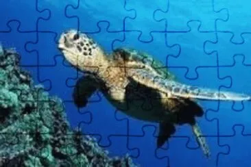 tartaruga jigsaw puzzle