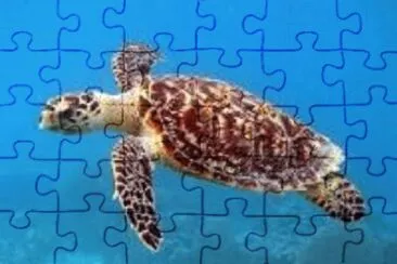 tartaruga jigsaw puzzle