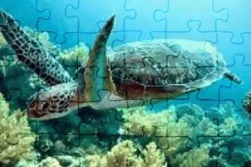 peixe jigsaw puzzle