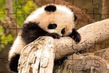 panda