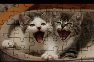 gatinhos