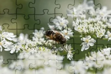 OK jigsaw puzzle