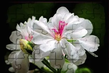 flores jigsaw puzzle