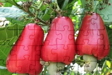 frutas