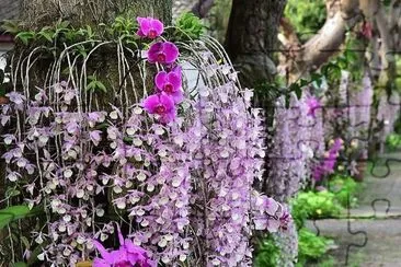 פאזל של flores