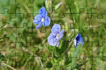 OK jigsaw puzzle