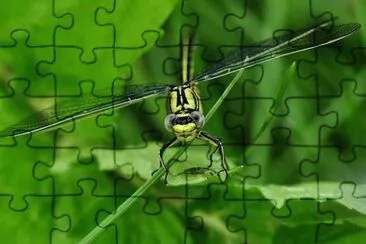 Imagem jigsaw puzzle