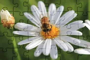 OK jigsaw puzzle
