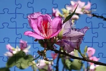 flor