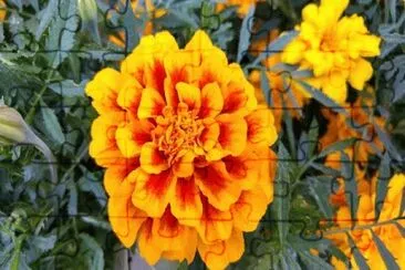 flor
