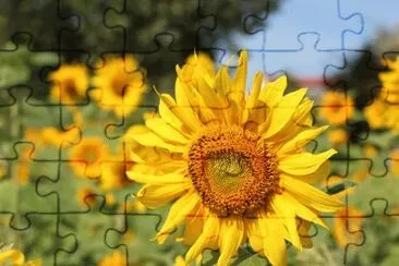 OK jigsaw puzzle