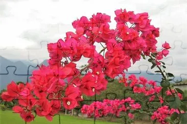 flores
