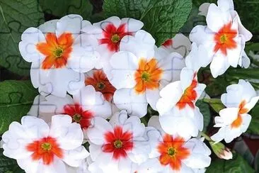 flores
