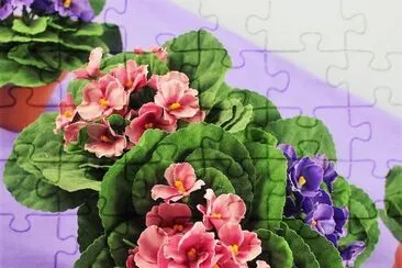 flores