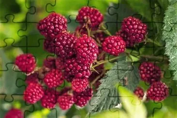 frutas