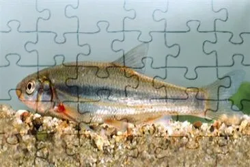 Stromel jigsaw puzzle