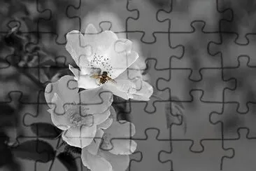 Imagem jigsaw puzzle