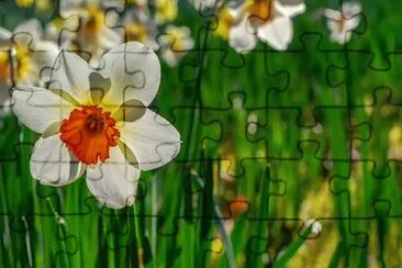 OK jigsaw puzzle