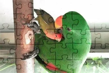 natural jigsaw puzzle