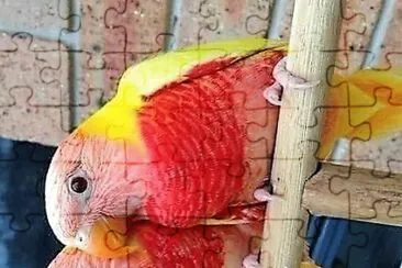 natural jigsaw puzzle