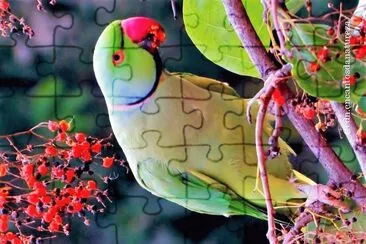 natural jigsaw puzzle